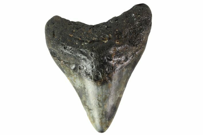 Fossil Megalodon Tooth - North Carolina #152989